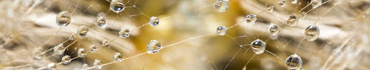 Скинали - Капли воды на семенах одуванчика